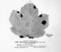 Rhytisma acerinum image